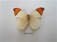 藏品(橙端粉蝶)的圖片